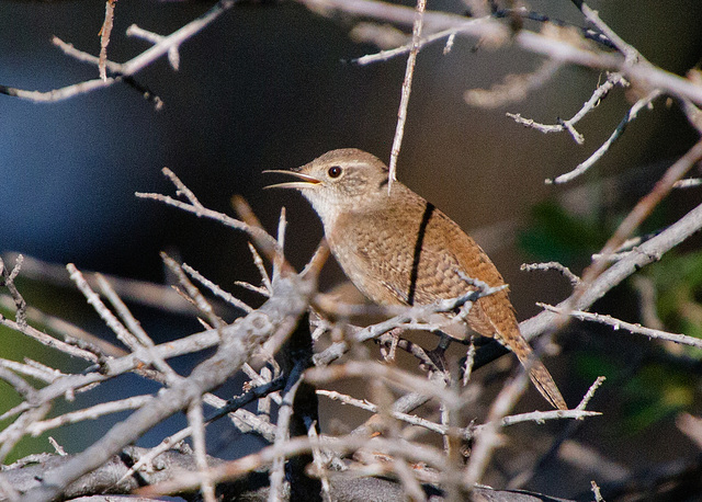 House Wren (Troglodytes aedon)