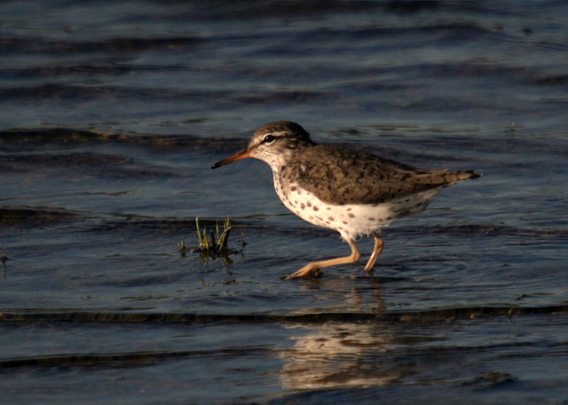 Spotted Sandpiper