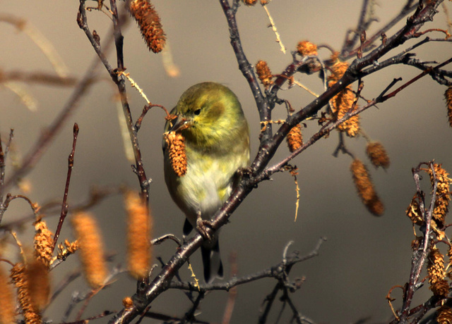 American Goldfinch