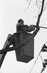 First, the tops get cut away -- power lines are a danger.