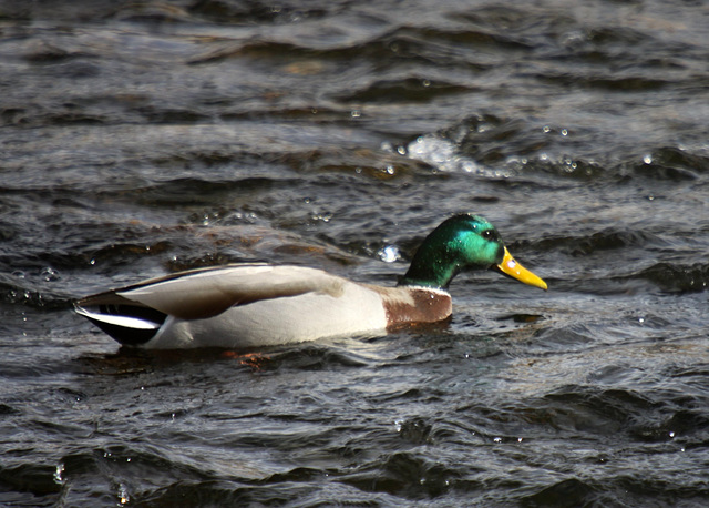 Mallard