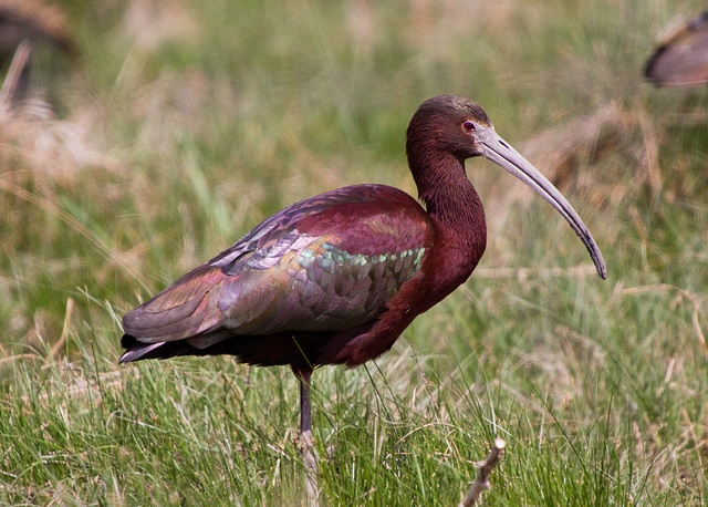 White-Faced Ibis (Plegadis chihi)