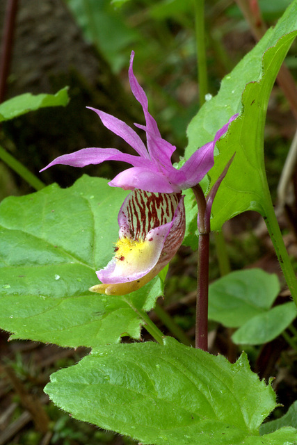 Calypso bulbosa var. americana fma. rosea