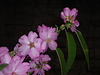 Flores áreas