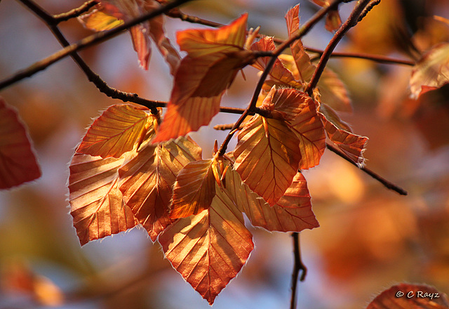 Fall Colors