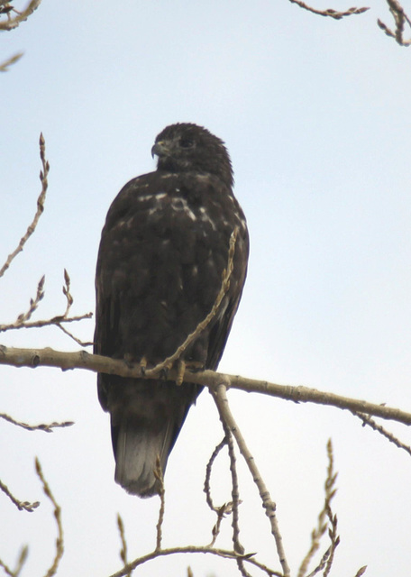 Harlan's Red-Tailed Hawk