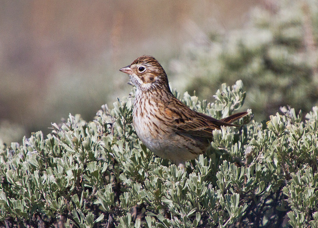 Vesper Sparrow (Pooecetes gramineus)