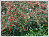 MON JARDIN