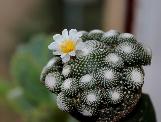 Blossfeldia liliputana