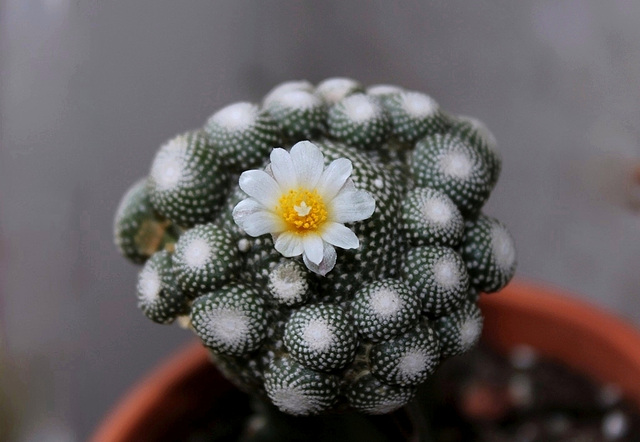 Blossfeldia liliputana