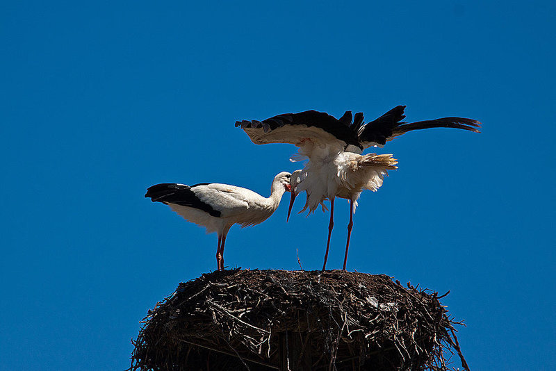 20120509 9312RAw [E] Weißstorch Cacere