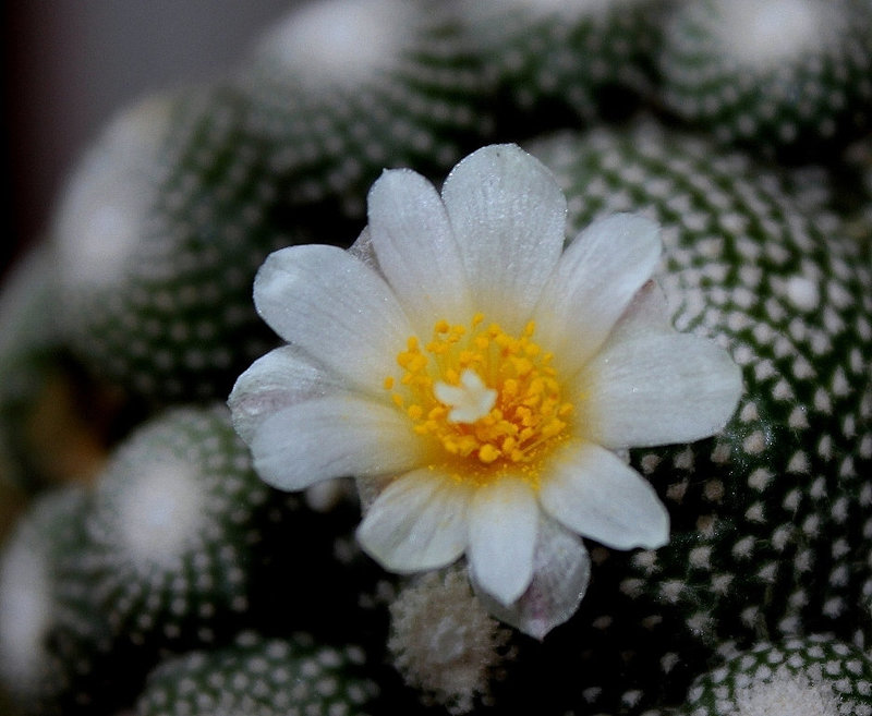 Blossfeldia liliputana