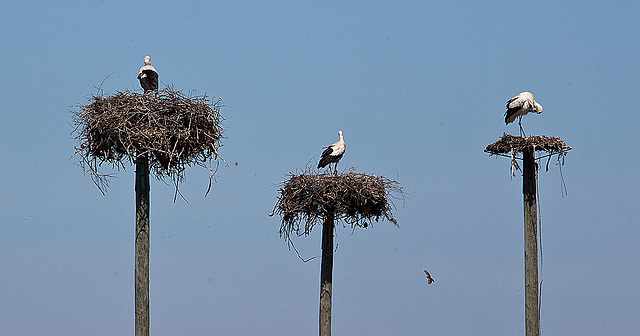 20120509 9313RAw [E] Weißstorch Caceres