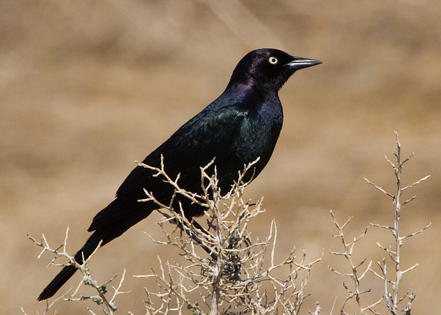 Brewers Blackbird (Euphagus cyanocephalus)