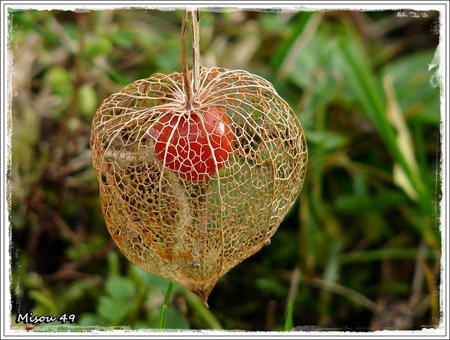 MON JARDIN