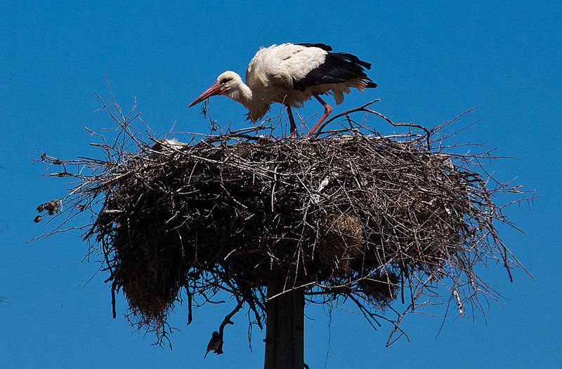 20120509 9323RAw [E] Weißstorch Caceres