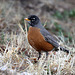 American Robin