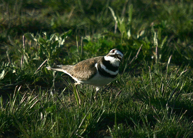 Killdeer