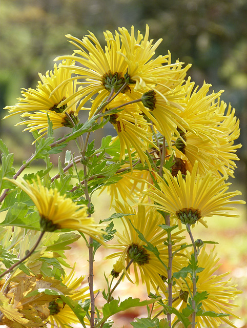 Blumen im November