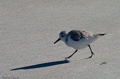 beach bird 2