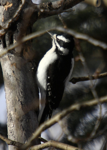 Hairy Woodpecker