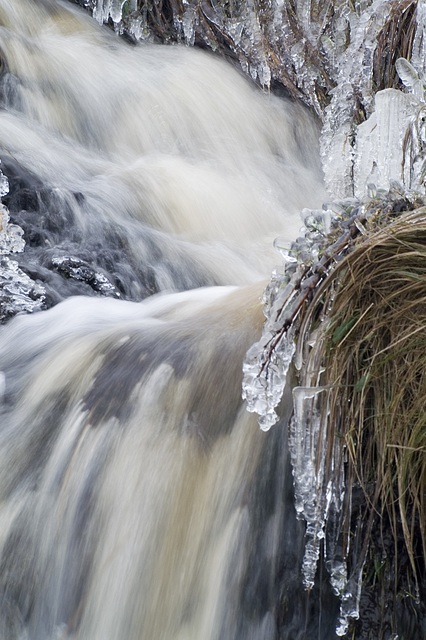 Grass icicles, Shetland