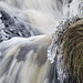 Grass icicles, Shetland