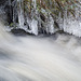 Grass icicles, Shetland