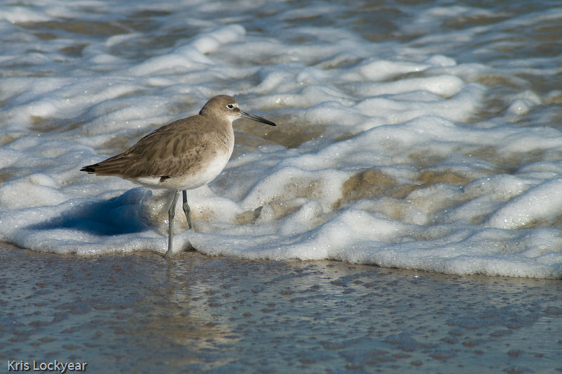 beach bird