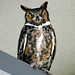 Great Horned Owl