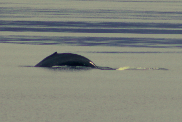 Day 4: Humpback Sounding