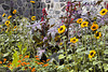 Sunflowers – Mt Royal Chalet, Montreal