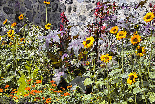 Sunflowers – Mt Royal Chalet, Montreal