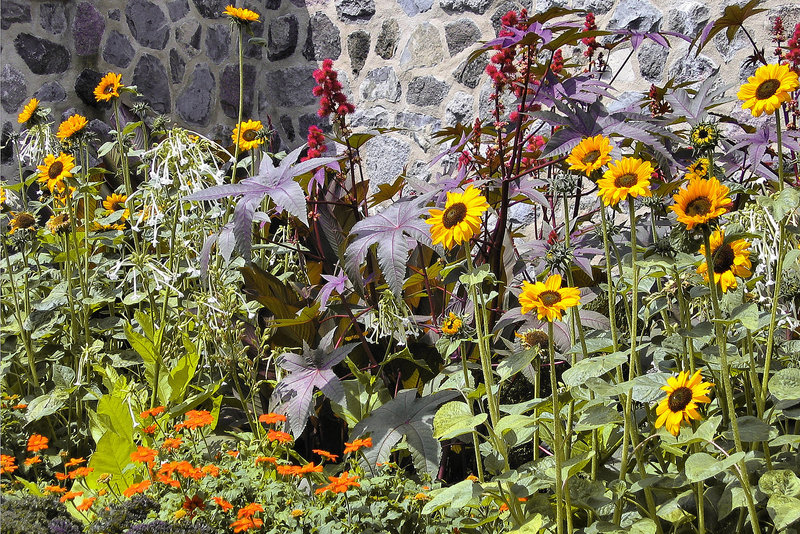 Sunflowers – Mt Royal Chalet, Montreal
