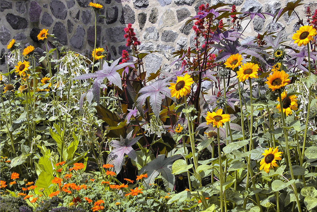Sunflowers – Mt Royal Chalet, Montreal