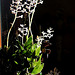 Ludisia