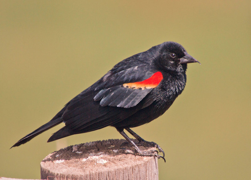 Red-Winged Blackbird (Agelaius phoeniceus)