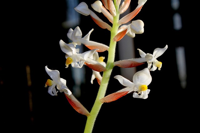 Ludisia
