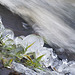 Grass icicles, Shetland