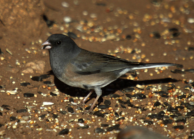 Dark-Eyed Junco - Oregon