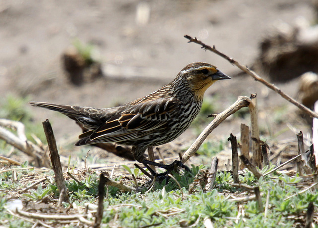 Red-Winged Blackbird