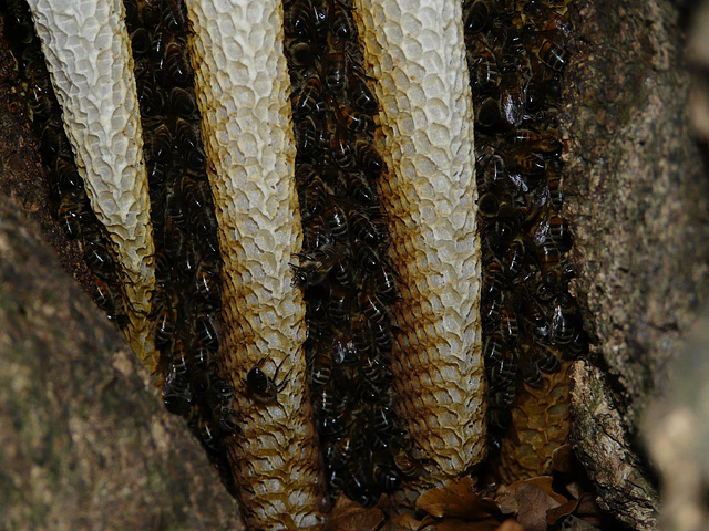 Honey Bees & Hive (Apis mellifera)