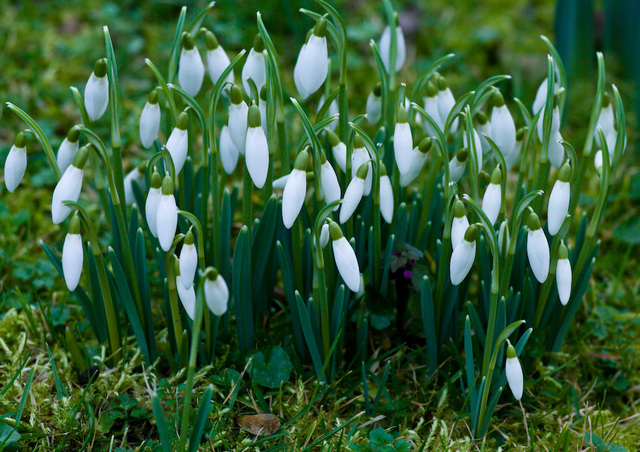 First snowdrops of spring