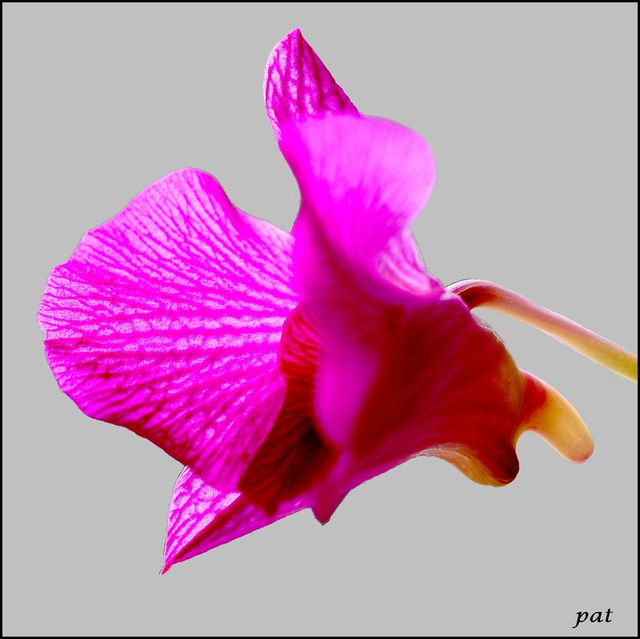 ORCHID