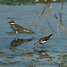 Killdeer and Solitary Sandpiper