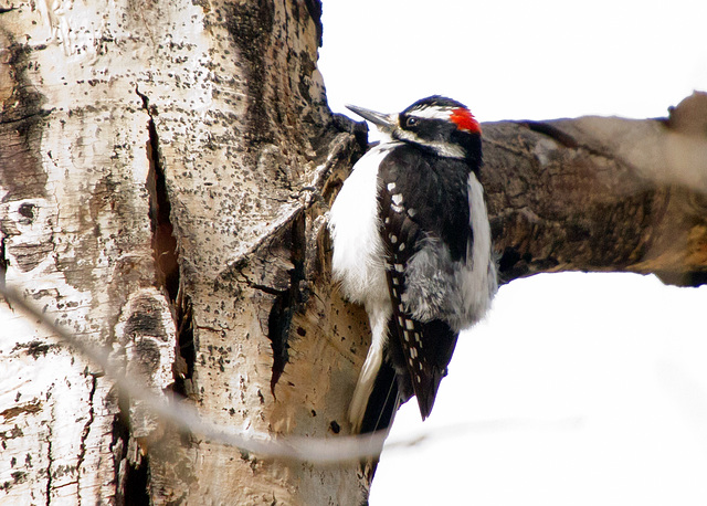 Hairy Woodpecker (Picoides villosus)