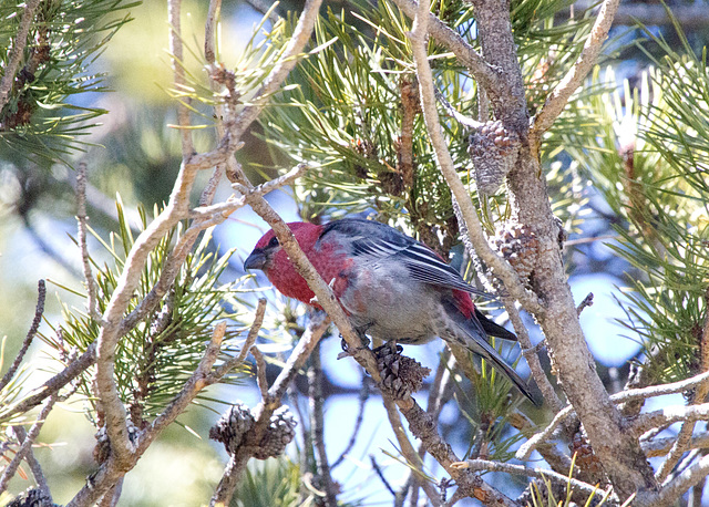 Pine Grosbeak (Pinicola enucleator)