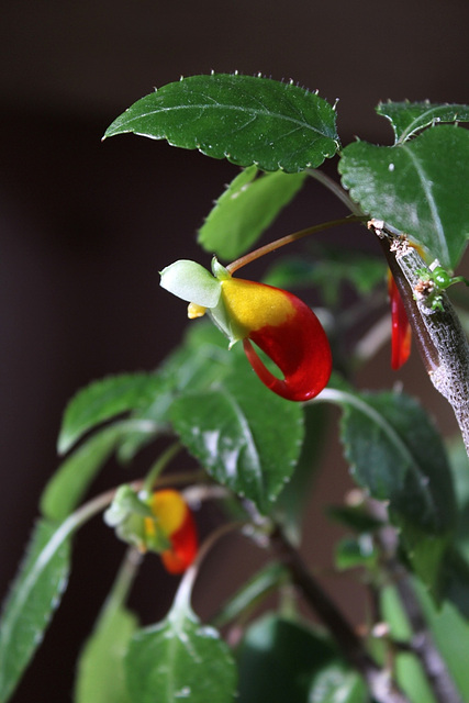 Impatiens niamniamensis