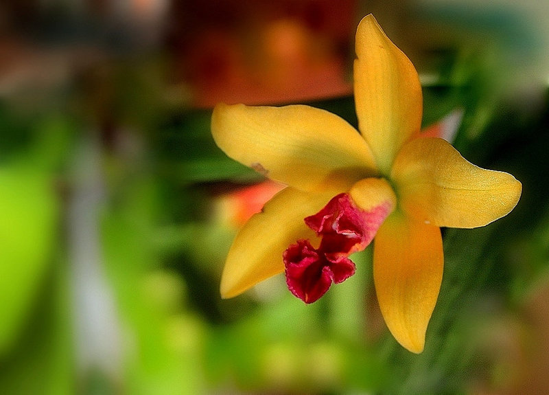 SophroLaeliocattleya Little lemon drops x Golden acclaim (2)