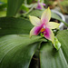 Phalaenopsis bellina (violacea borneo)